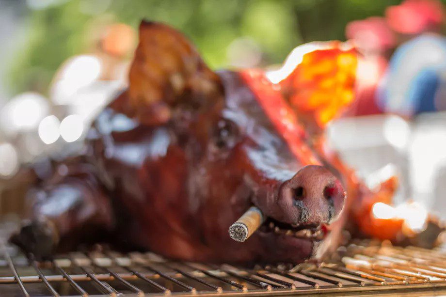 Whole hog being smoked with cigar in it's mouth